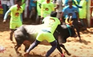 alanganallur jallikattu