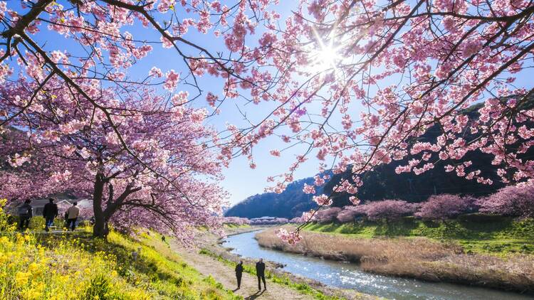 டோக்கியோவில் பூத்துக் குலுங்கும் அழகிய செர்ரி மலர்கள்