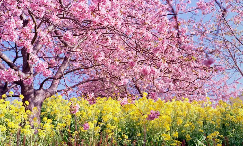 டோக்கியோவில் பூத்துக் குலுங்கும் அழகிய செர்ரி மலர்கள்