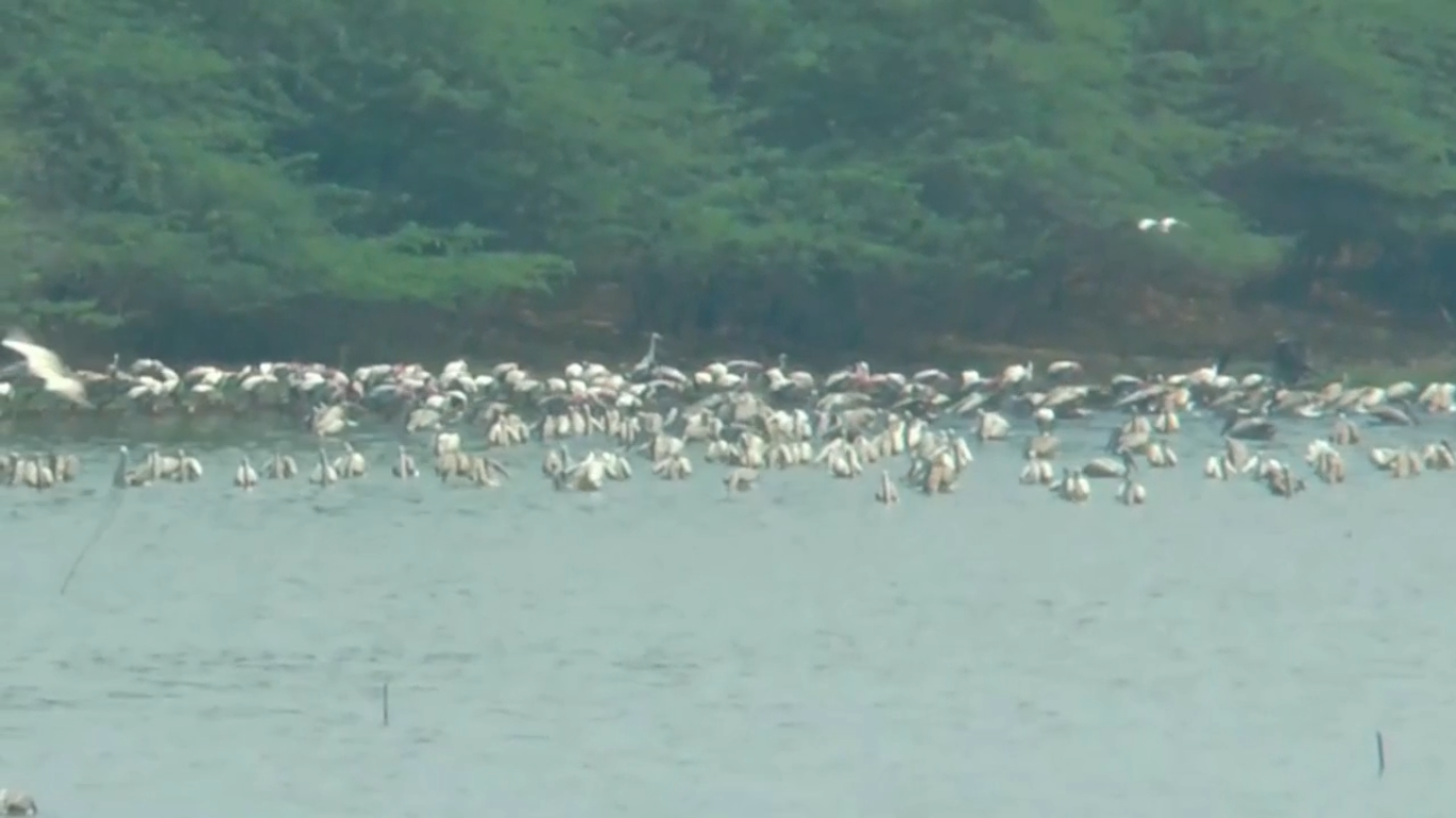 மினி பறவைகள் சரணாலயமாக மாறிய திருவொற்றியூர் இந்திரா நகர் நீர்நிலை