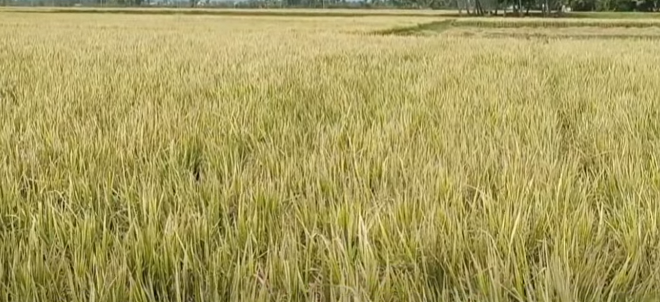 கள்ளக்குறிச்சி