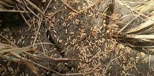 கள்ளக்குறிச்சி