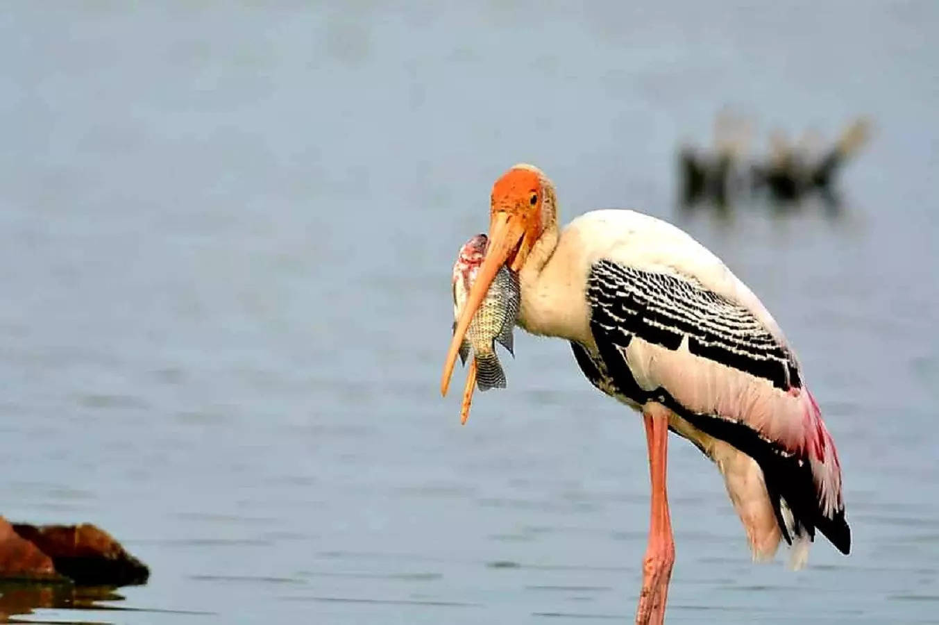 மினி பறவைகள் சரணாலயமாக மாறிய திருவொற்றியூர் இந்திரா நகர் நீர்நிலை