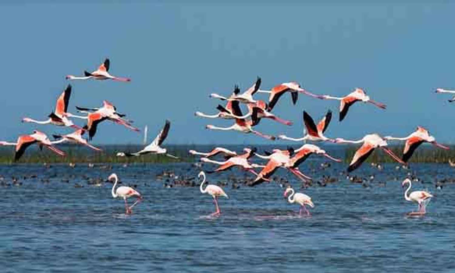 மினி பறவைகள் சரணாலயமாக மாறிய திருவொற்றியூர் இந்திரா நகர் நீர்நிலை