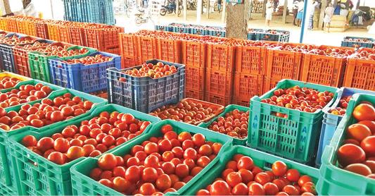 விலை வீழ்ச்சியால் வீதிக்கு வந்த தக்காளி - விவசாயிகள் வேதனை