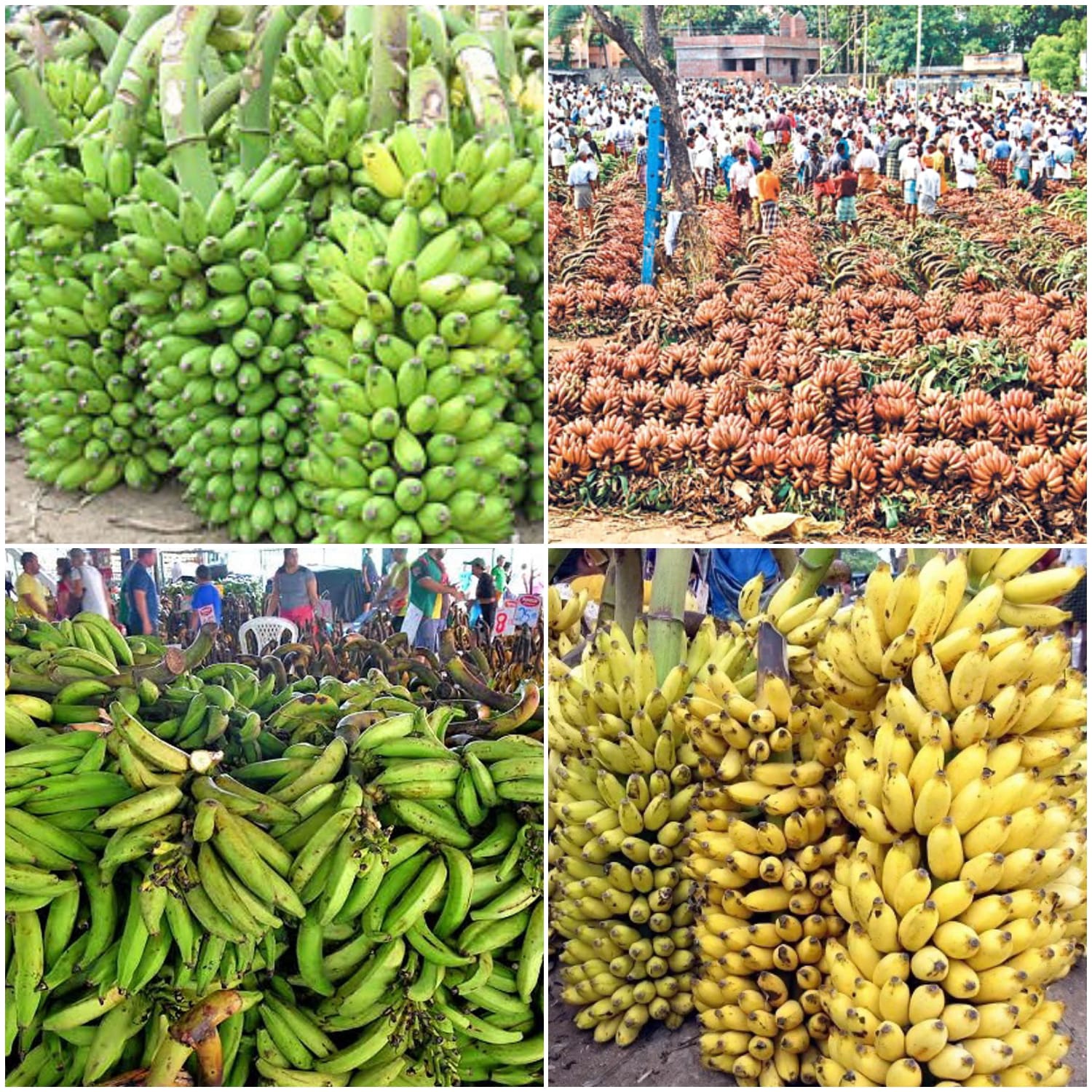 நேந்திரன் வாழைப்பழத்தின் விலை கடும் வீழ்ச்சி