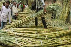 சர்க்கரை ஏற்றுமதிக்கு தடை - ஒன்றிய அரசு முடிவு