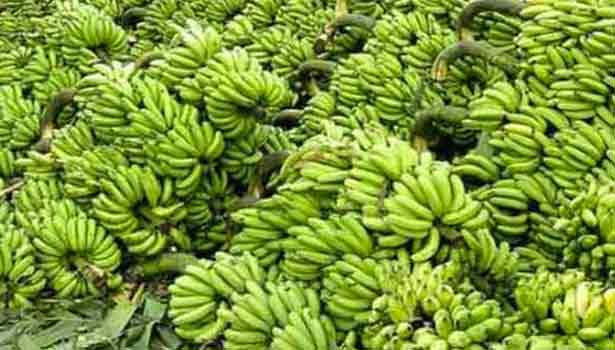 நேந்திரன் வாழைப்பழத்தின் விலை கடும் வீழ்ச்சி