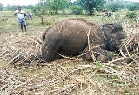 சிவகிரி அருகே மின்வேலியில் சிக்கி ஆண் யானை பலி