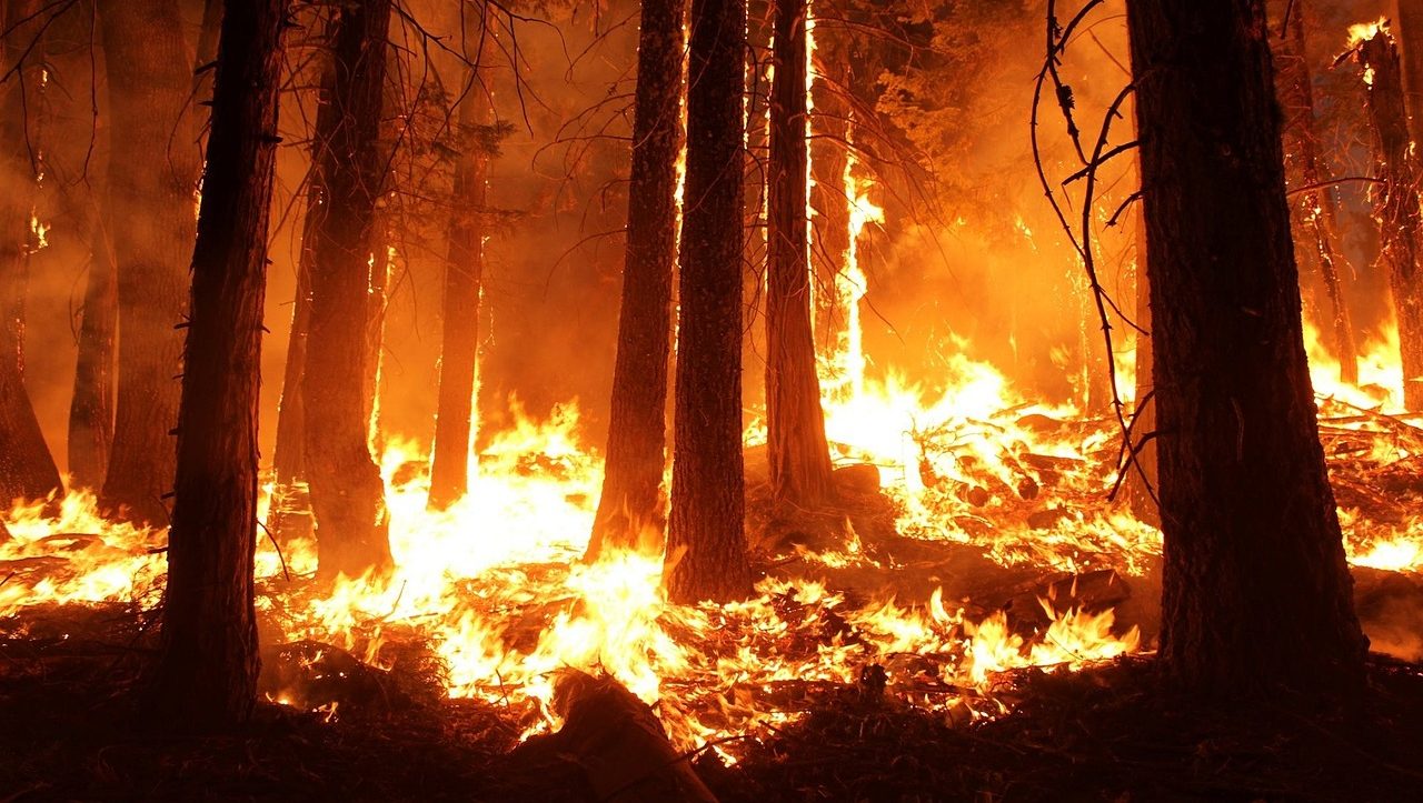 ஹெலிகாப்டர் மூலம் காட்டுத்தீயை அணைக்கும் பணி