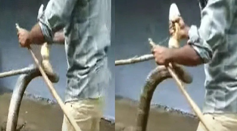 விஷத்தன்மை கொண்ட ராஜநாகம் – குமரி மக்களிடையே அதிர்ச்சி