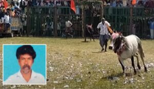 Jallikattu