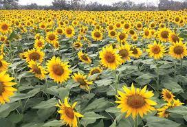 கண்களுக்கு விருந்தளிக்கும் சூரியகாந்தி பூக்கள்