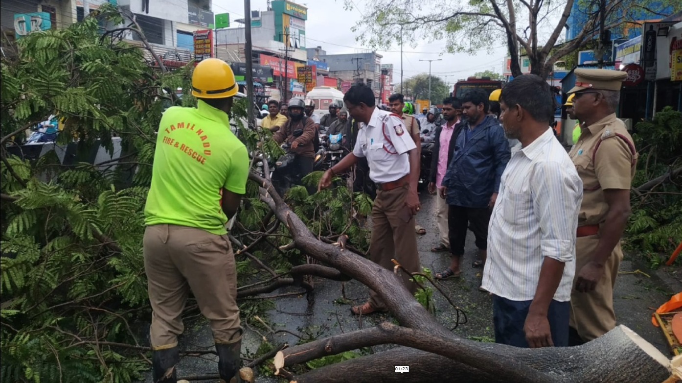 ராட்சத காட்டுவ மரம் விழுந்ததில் போக்குவரத்து பாதிப்பு