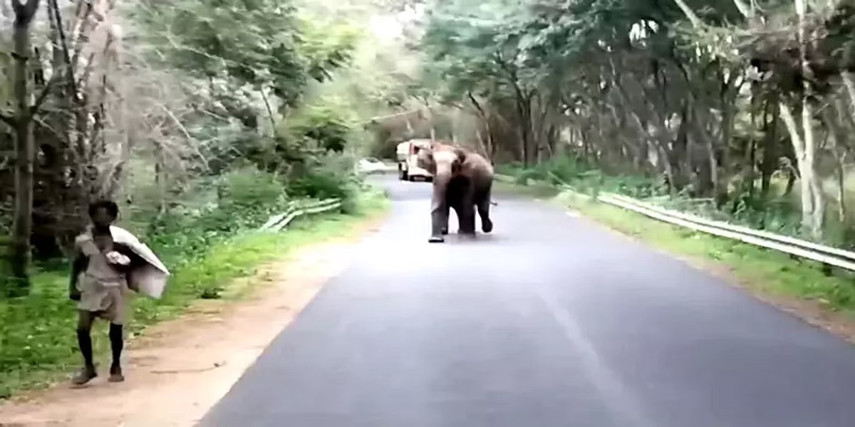 சத்தியமங்கலம் அருகே சுற்றித்திரியும் காட்டு யானை