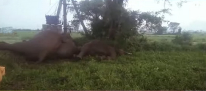 ஆந்திராவில் மின்வெளியில் சிக்கி 4 யானைகள் பலி