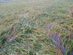 விலை நிலங்களில் நீர் தேங்கியதால் நெற்பயிர்கள் சேதம்