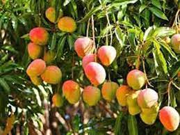 முக்கனிகளை எந்த வயதுக்காரர்கள் சாப்பிடலாம்?