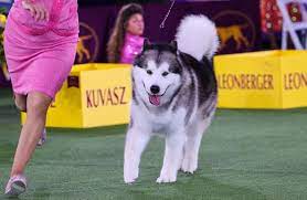 நியூயார்க்கில் நடைபெற்ற நாய்கள் கண்காட்சி