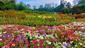 உதகையில் 18-வது ரோஜா கண்காட்சி இன்று தொடக்கம்