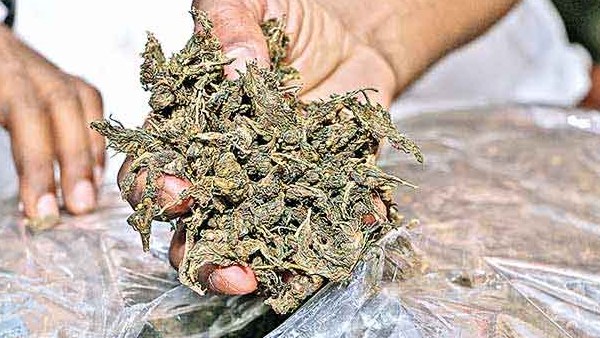 ஆவடியில் கஞ்சா வேட்டை 4.0