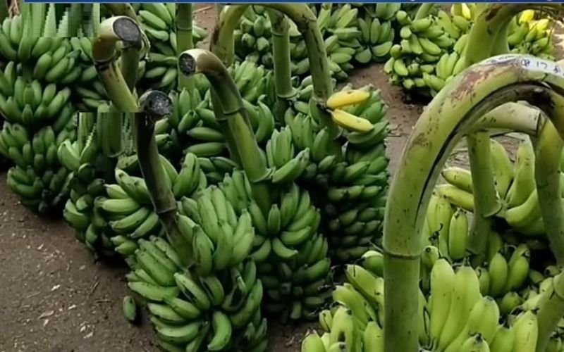 வாழை இலை, வாழைத்தார் விலை கடும் வீழ்ச்சி!