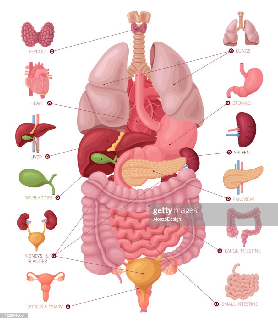 நோய் எதிர்ப்பு சக்தியை பெருக்குவது எப்படி?