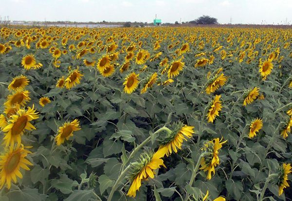 கண்களுக்கு விருந்தளிக்கும் சூரியகாந்தி பூக்கள்