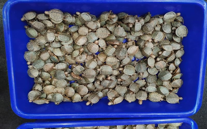 ஆமைகளைக் கடத்தி வந்த இருவர் கைது- சுங்கத்துறை அதிகாரிகள் நடவடிக்கை!