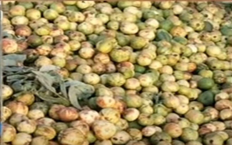 விலை வீழ்ச்சி: கொய்யாப் பழங்களைக் குப்பையில் கொட்டிச் சென்ற விவசாயிகள்!