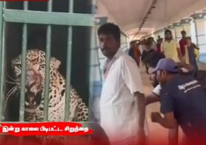 சிறுத்தை