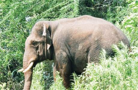 வேலூர் மாவட்டம் காட்பாடியில் ,ஒற்றை யானை மிதித்து பெண் உயிரிழப்பு: