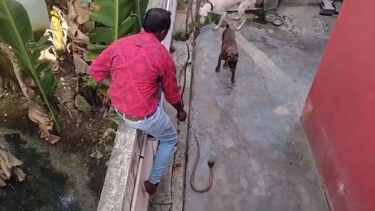 நாய் நன்றியுள்ளது- மனிதனோடு ஒப்பிடாதீர்