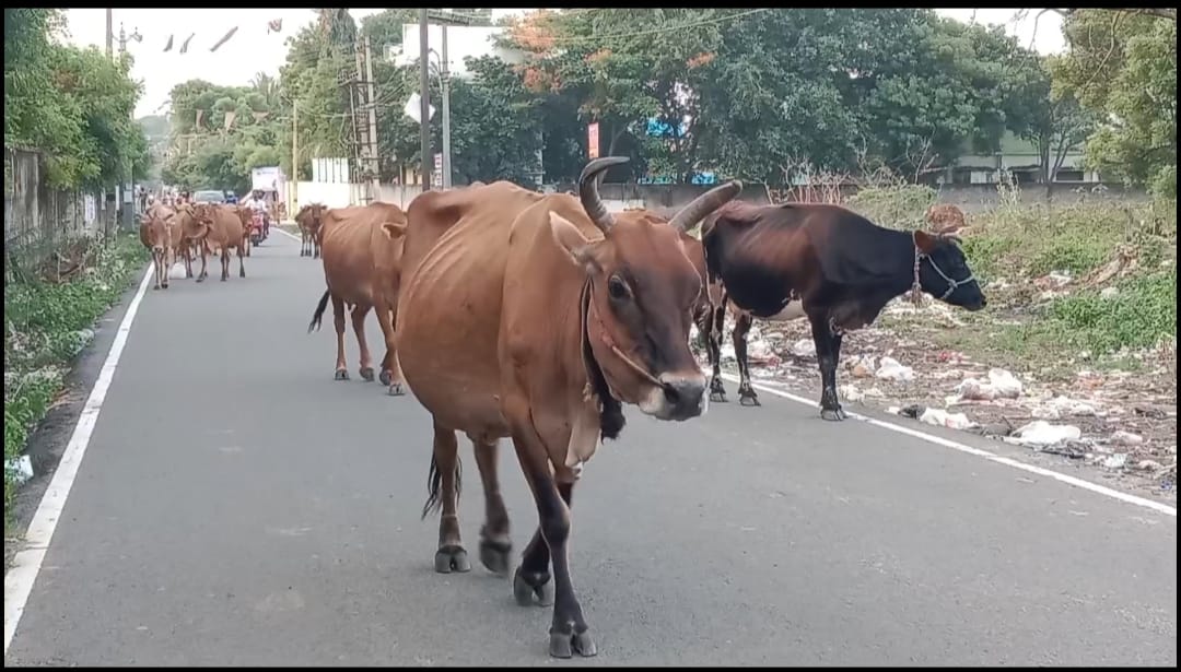 சாலைகளில் சுற்றித்திரிந்த மாடுகளின் உரிமையாளர் கைது