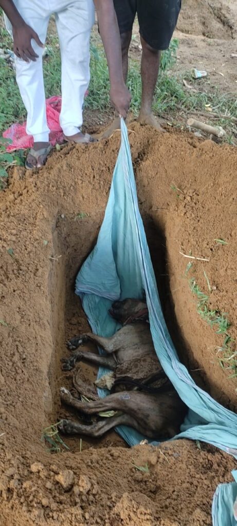 நாய் நன்றியுள்ளது- மனிதனோடு ஒப்பிடாதீர்