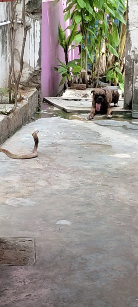 நாய் நன்றியுள்ளது- மனிதனோடு ஒப்பிடாதீர்