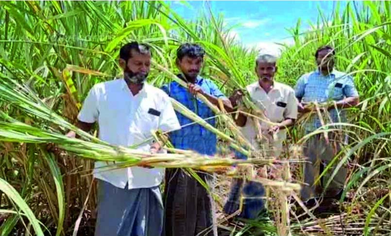 காட்டுப்பன்றி, நோய் தாக்குதலால் பாதிக்கப்பட்ட கரும்பு விவசாயிகளுக்கு நிவாரணம் - எடப்பாடி பழனிசாமி
