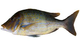 மீனின் நெற்றி மட்டும் 2லட்சத்திற்கு விற்பனை