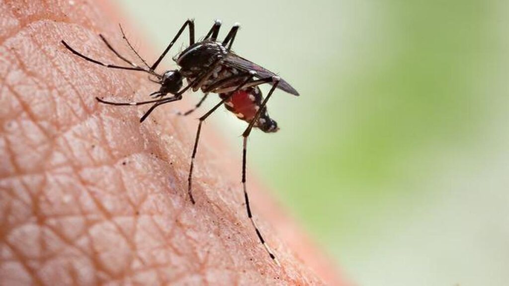 கொசு - Mosquito