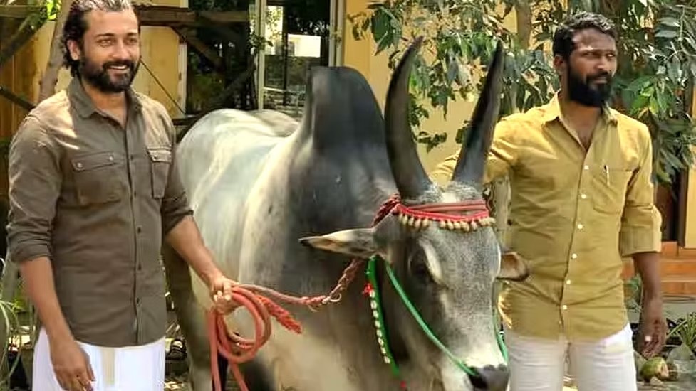 மீண்டும் வெற்றிமாறன் இயக்கத்தில் நடிக்கும் வடசென்னை பட நடிகை..... 'வாடிவாசல்' அப்டேட்!