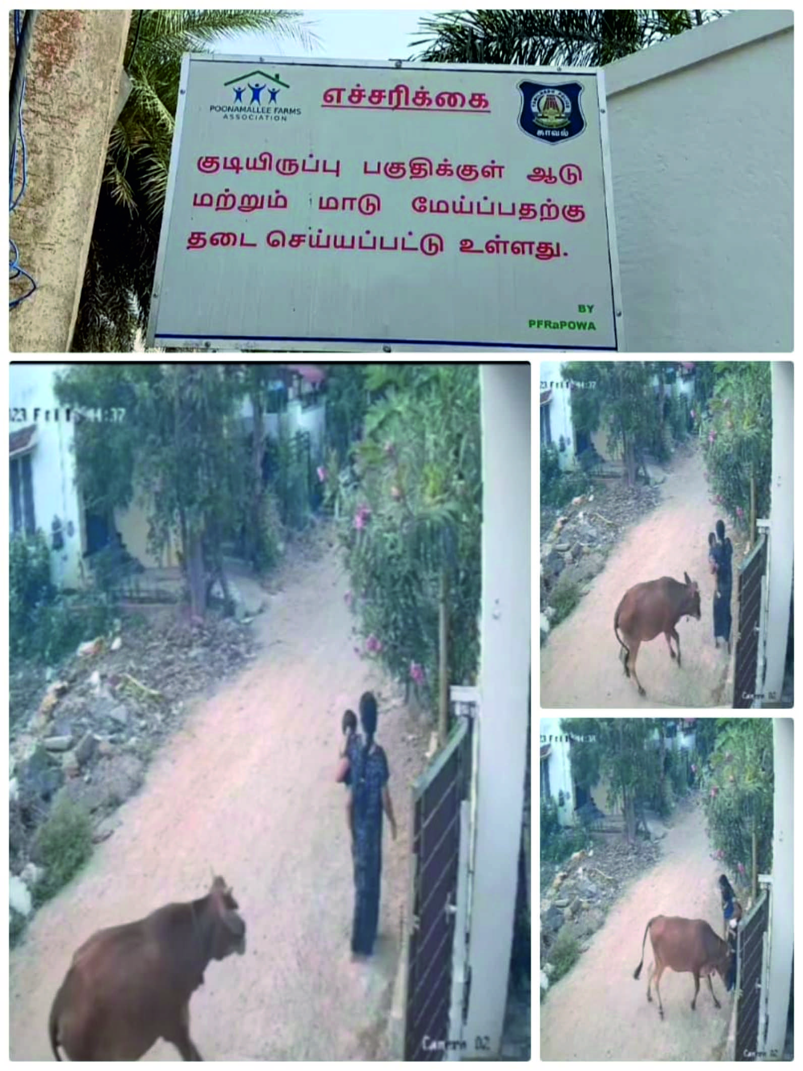 குழந்தைக்கு சாப்பாடு ஊட்டும் போது மாடு முட்டிய சிசிடிவி அதிர்ச்சி காட்சி 