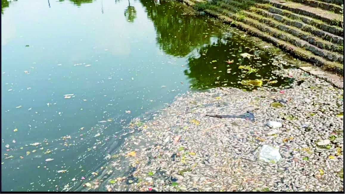 கோவில் குளத்தில்   மீன்கள் இறந்து மிதப்பதால் நோய் தொற்று அபாயம், பக்தர்கள் அதிர்ச்சி!  