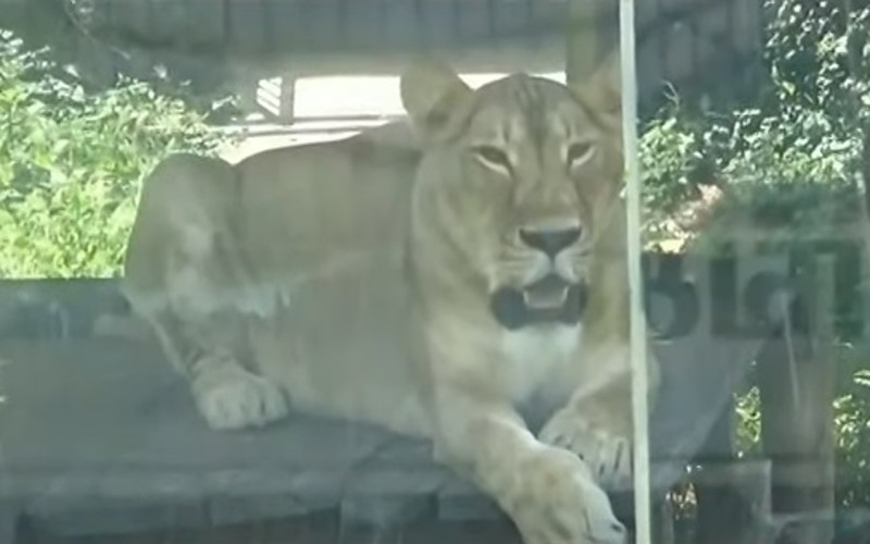 வண்டலூர் பூங்காவில் லயன் சஃபாரி மீண்டும் தொடக்கம்!