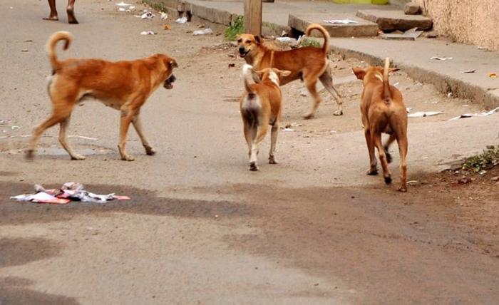 29 பேரை கடித்த தெருநாய்க்கு ரேபிஸ் நோய்