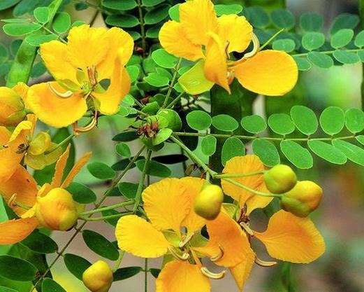 ஆவாரம் பூவின் மருத்துவ பயன்கள் பற்றி தெரிந்து கொள்வோம்!