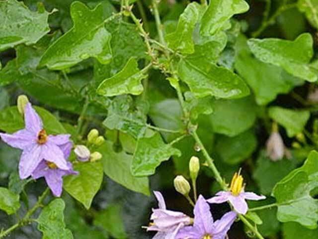 சளி, இருமலுக்கு மருந்தாகும் தூதுவளை துவையல்!