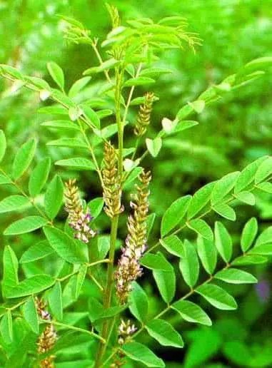 அதிமதுரத்தின் மருத்துவ குணங்கள்!