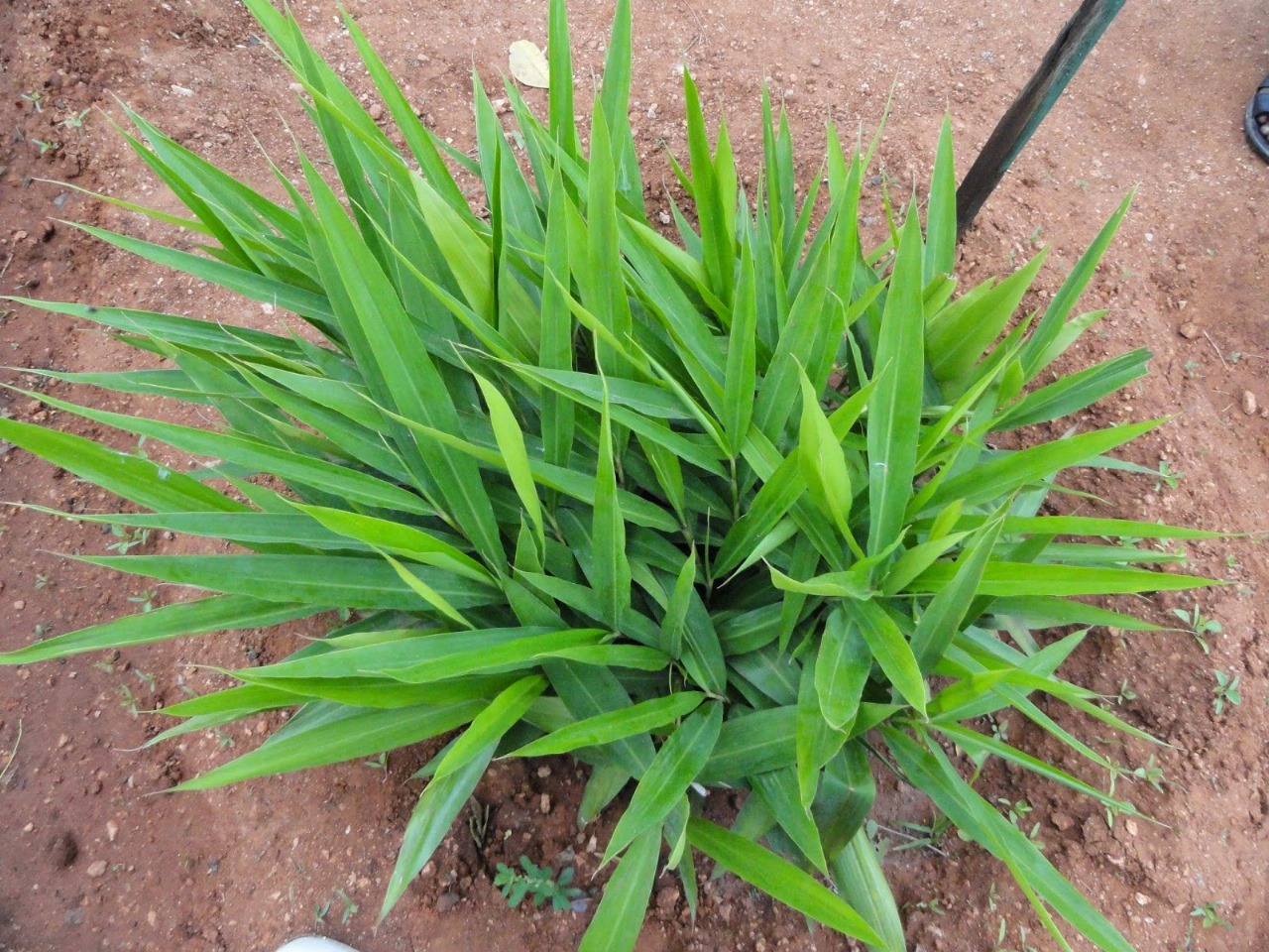 சித்தரத்தையின் மருத்துவ பயன்கள் என்னென்ன?