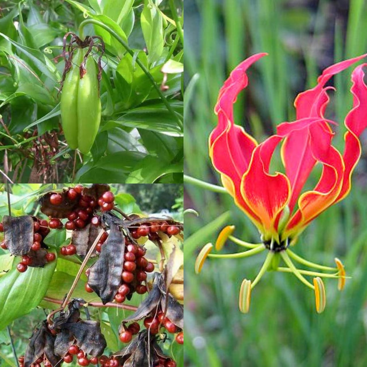 கண்வலிக்கிழங்கு மூலிகையின் மருத்துவ பயன்கள்!