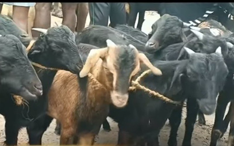 வெளிமாநில வியாபாரிகள் அதிகளவு வருகை: ஆடுகள் விற்பனை அமோகம்!